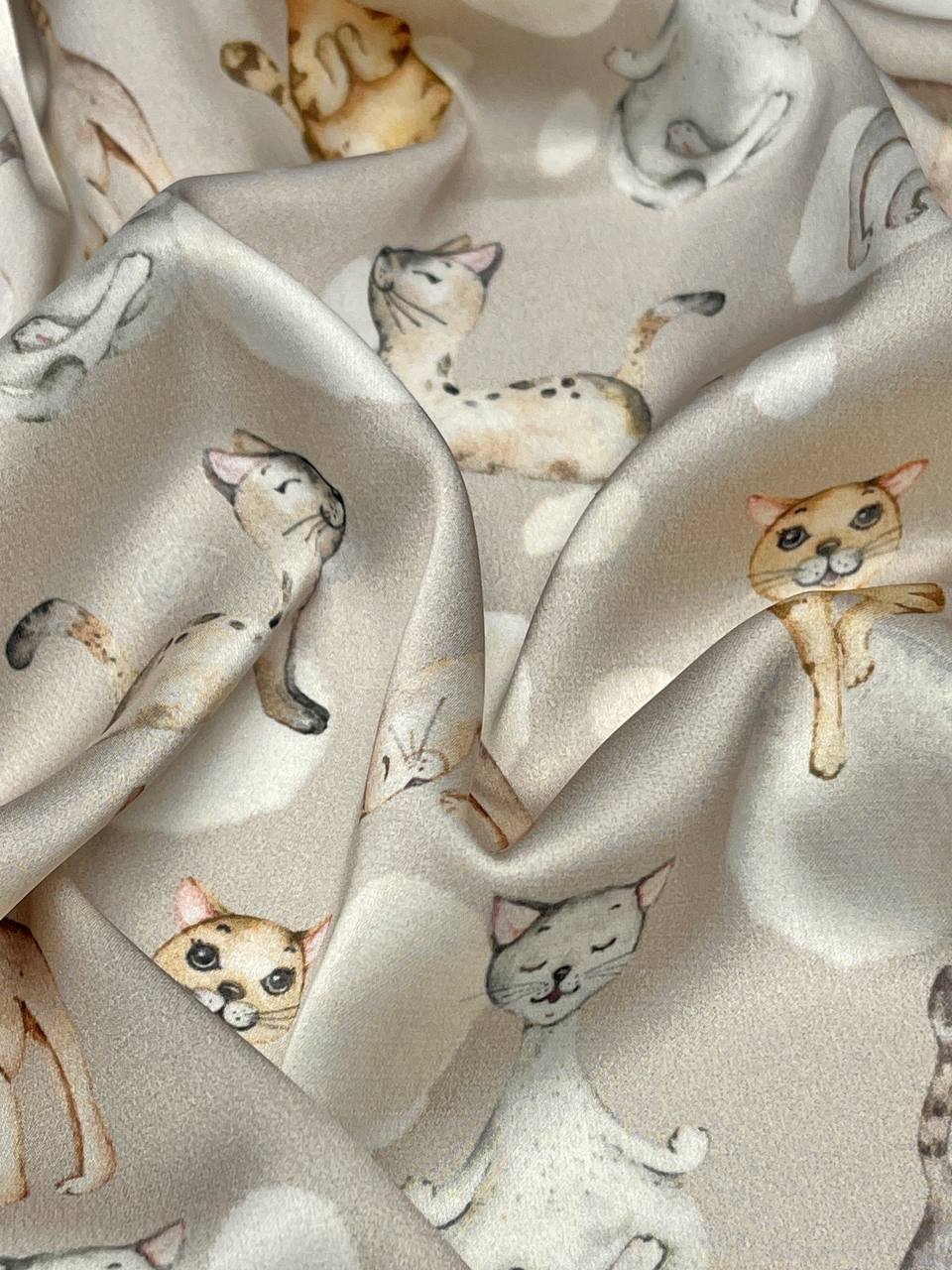 Котики msg6393499203-19512