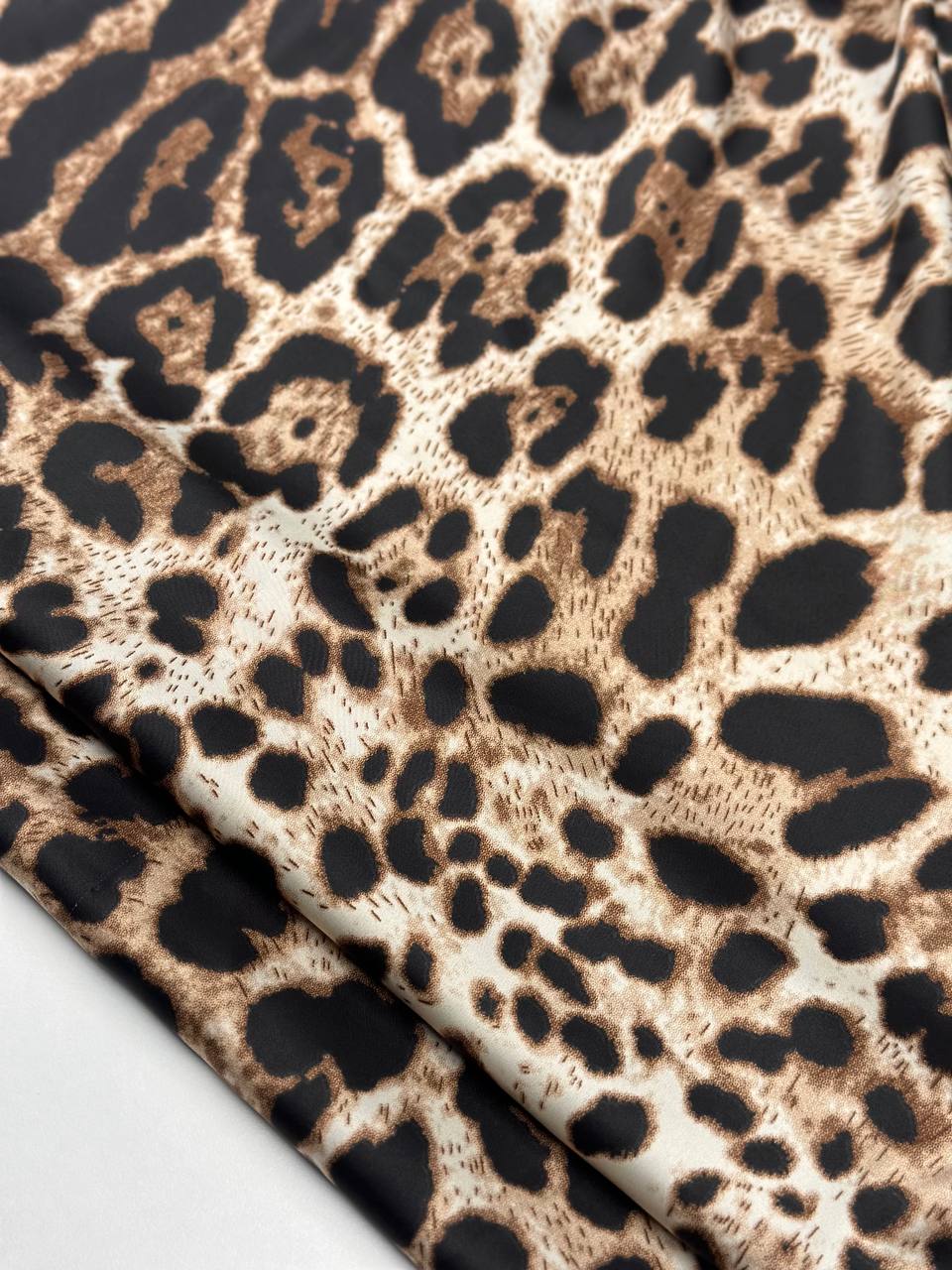 Леопард photo_2025-12-20_11-20-04