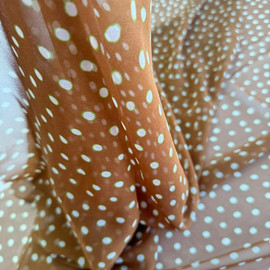 Шифон горошек photo_2026-02-05_10-03-29