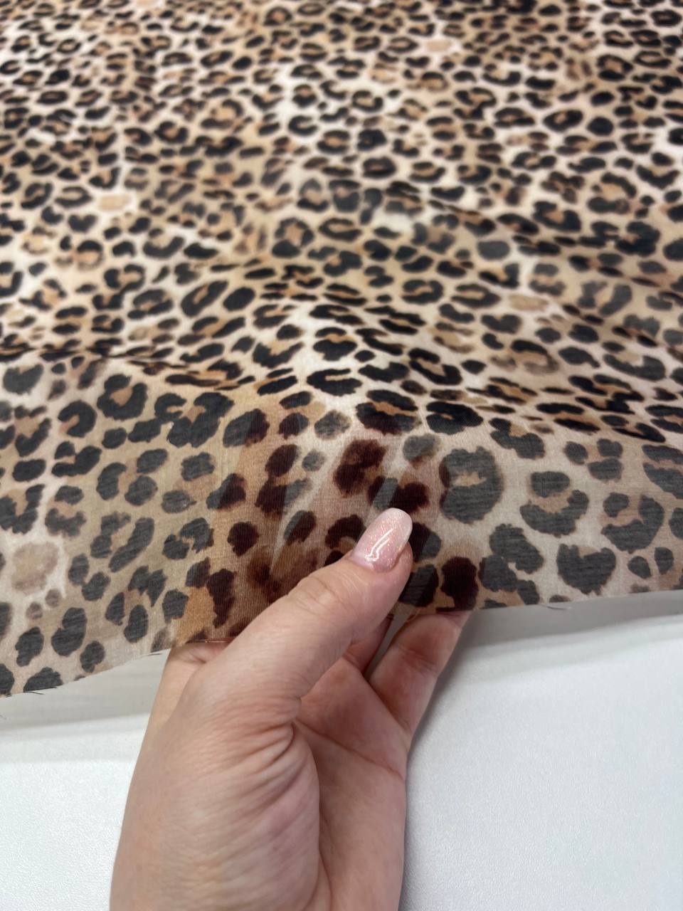 Леопард photo_2026-02-26_13-36-37